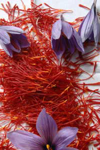 zafferano